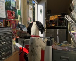Dog looking over into the shop