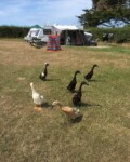 Ducks on site