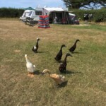 Ducks on site